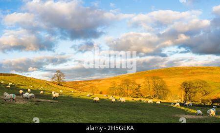 Un panorama multi-image de moutons paître dans un champ comme la colline des joues est éclairée par la lumière du soleil basse avant le crépuscule en novembre 2021. Banque D'Images