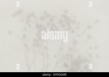 Arrière-plan délicat et doux de branches douces avec ombre de feuilles, feuillage d'arbre de silhouette sur le mur par temps ensoleillé Banque D'Images