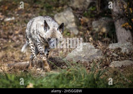 L'hyena marche dans son territoire. Banque D'Images