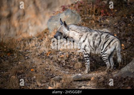 L'hyena marche dans son territoire. Banque D'Images