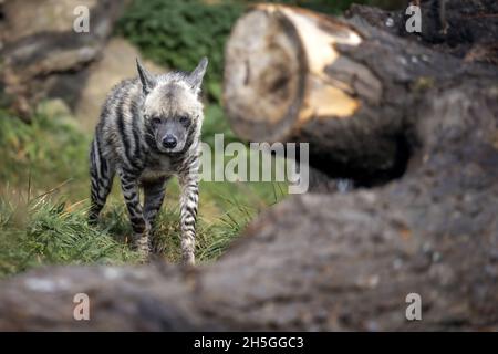 L'hyena marche dans son territoire. Banque D'Images