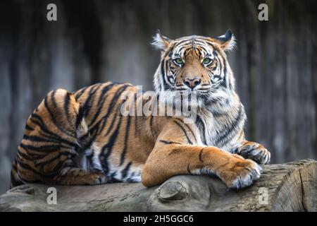 Le tigre repose sur le tronc d'un arbre abattu et regarde dehors. Banque D'Images