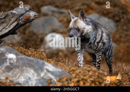 L'hyena marche dans son territoire. Banque D'Images