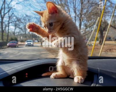 NINJA !Tabby orange dans une posture d'arts martiaux, debout, sur un tableau de bord de voiture Banque D'Images