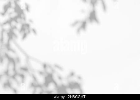 Effets de superposition d'ombres pour le marquage.Maquettes.Scènes d'éclairage naturel.Ombres grises des branches d'arbre sur un mur blanc.Bannière avec espace de copie Banque D'Images