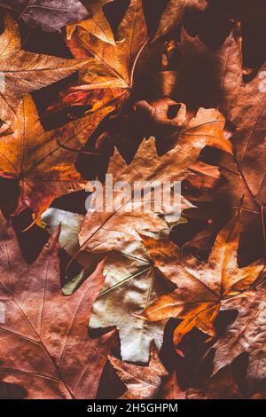 Feuilles d'automne séchées comme arrière-plan Banque D'Images