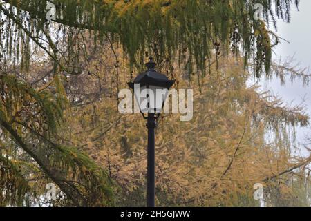 Des feux de rue sur les sentiers pédestres dans un parc d'automne parmi les feuilles colorées par une journée brumeuse. Banque D'Images