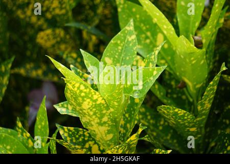 Codiaeum variegatum (Croton, Laurel Variegated, Garden Croton, Orange Jessamine, pining) dans le jardin.Plantes exotiques botaniques vertes tropicales avec wi Banque D'Images