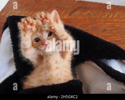 Orange tabby chaton avec les deux pattes sur sa tête, allongé sur le dos et regardant la caméra Banque D'Images