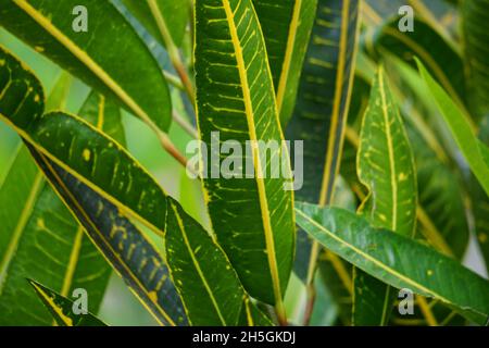 Codiaeum variegatum (Croton, Laurel Variegated, Garden Croton, Orange Jessamine, pining) dans le jardin.Plantes exotiques botaniques vertes tropicales avec wi Banque D'Images