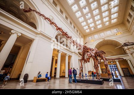 Vue sur l'impressionnant squelette fossile d'un Titanosaur, l'un des plus grands animaux jamais vécus, au Field Natural History Museum à Chicago, Illinois, États-Unis Banque D'Images