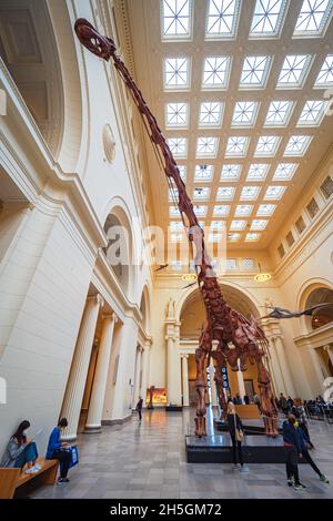 Vue sur l'impressionnant squelette fossile d'un Titanosaur, l'un des plus grands animaux jamais vécus, au Field Natural History Museum à Chicago, Illinois, États-Unis Banque D'Images