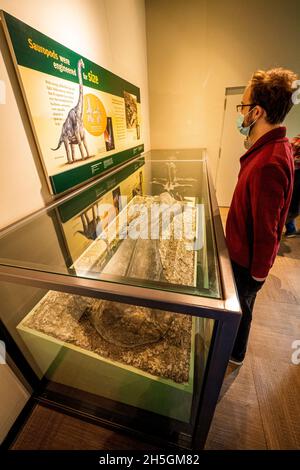 Homme regardant l'os de jambe d'un sauropode à l'exposition Evolution de la planète au Field Natural History Museum de Chicago, il, USA Banque D'Images