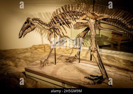 Vue d'un fossile d'un jeune Maiasaura à l'exposition Evolution de la planète au Field Natural History Museum de Chicago, il, USA Banque D'Images