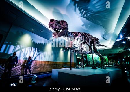 Vue sur le célèbre fossile de Sue, un immense T. rex, à l'exposition Evolution de la planète au Field Natural History Museum de Chicago, il, États-Unis Banque D'Images