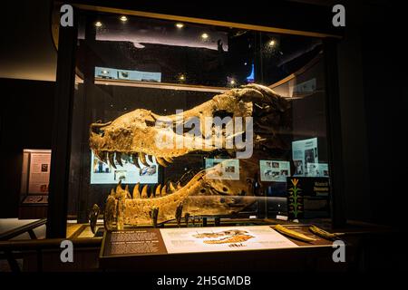 Vue du véritable crâne de Sue, un squelette fossile de T. rex, à l'exposition de la planète en évolution au Field Natural History Museum de Chicago, il, Etats-Unis Banque D'Images