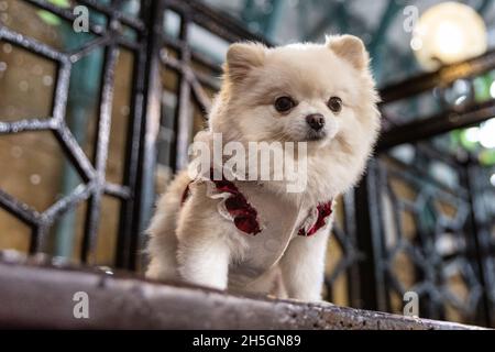 Covent Garden, Londres, Royaume-Uni.09ème novembre 2021.Luna, un chiot blanc de Poméranie, profite d'une marche de lumières de Noël avec son propriétaire, et ses premières averses de neige (artificiellement faite).Le célèbre arbre de Noël et les lumières de Covent Garden ont été allumés aujourd'hui et les visiteurs apprécient l'atmosphère festive dans le quartier animé des magasins, des restaurants et des divertissements.Les représentations de scène habituelles et d'allumer par une célébrité, normalement un événement annuel, n'ont pas eu lieu cette année en raison de covid.Credit: Imagetraceur/Alamy Live News Banque D'Images
