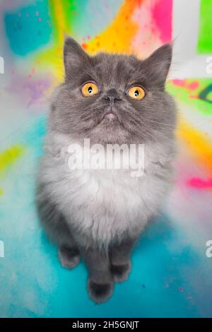 photo grand angle d'un chat gris doux qui regarde vers le haut, assis sur une surface colorée. Banque D'Images