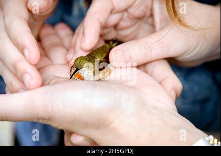 Mains humaines tenant soigneusement un colibri Banque D'Images