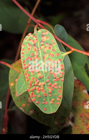 Galettes de feuilles d'eucalyptus, Cecidia, causées par la guêpe d'eucalyptus, Ophelimus maskelli.Il est originaire de Nouvelle-Galles du Sud, en Australie.Coffs Harbour, Nouvelle-Galles du Sud Banque D'Images