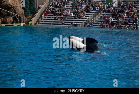 orcas baleine noire et blanche sur le spectacle Banque D'Images