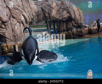 orcas baleine noire et blanche sur le spectacle Banque D'Images