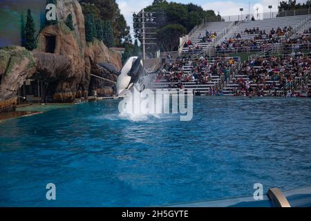 orcas baleine noire et blanche sur le spectacle Banque D'Images