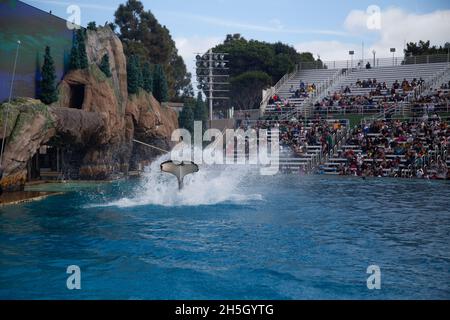 orcas baleine noire et blanche sur le spectacle Banque D'Images