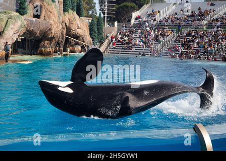 orcas baleine noire et blanche sur le spectacle Banque D'Images