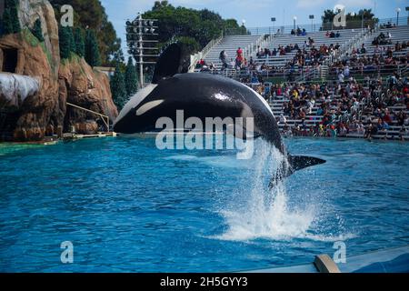 orcas baleine noire et blanche sur le spectacle Banque D'Images