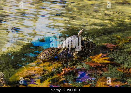 livre avec des tortues avec de l'eau et des pierres Banque D'Images