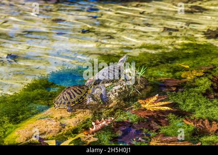 livre avec des tortues avec de l'eau et des pierres Banque D'Images