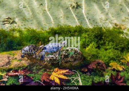 livre avec des tortues avec de l'eau et des pierres Banque D'Images