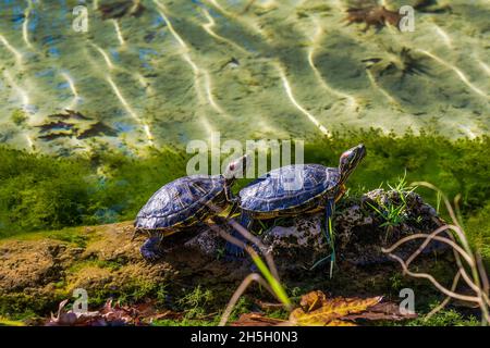 livre avec des tortues avec de l'eau et des pierres Banque D'Images