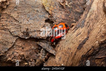 Faux ladybirds, endomychus coccineus accouplement sur le bois de peuplier Banque D'Images