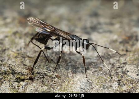 Guêpe femelle d'ichneumon, Xorides sepulchalis pondent des œufs dans le bois de peuplier Banque D'Images