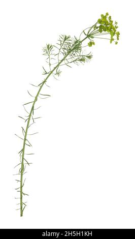 Sphèce de cyprès, euphorbia cyparissias isolée sur fond blanc, cette plante peut être invasive Banque D'Images