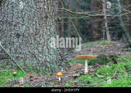 Mouche agarique, Amanita muscaria croissant dans la forêt naturelle de conifères en suède Banque D'Images