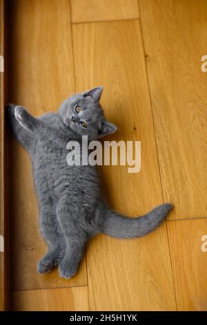 Chaton allongé sur un plancher en bois dans la chambre, vue sur le corps depuis le dessus, bleu de race Britannique Shorthair chat. Mignon et beau couché sur le sol et loin Banque D'Images