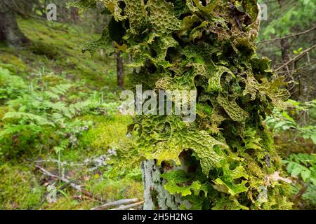 lungwort d'arbre, Lobaria pulmonaria croissant sur arbre à feuilles caduques en forêt Banque D'Images