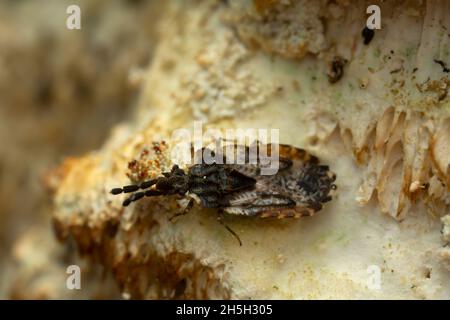 Insecte plat, Aradus dépressions sur les champignons photographiés avec un fort grossissement Banque D'Images