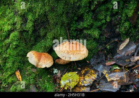 Shaggy scalycap, Pholiota squarrosa croissance dans l'environnement naturel Banque D'Images