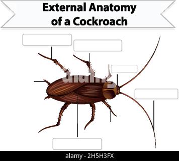 Illustration de l'anatomie externe d'une feuille de travail de cafard Illustration de Vecteur