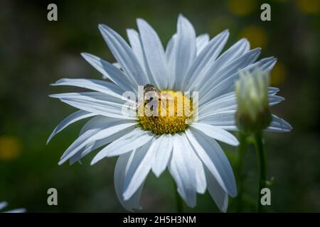 Abeilles pollinisant les daises - Bhoutan Banque D'Images