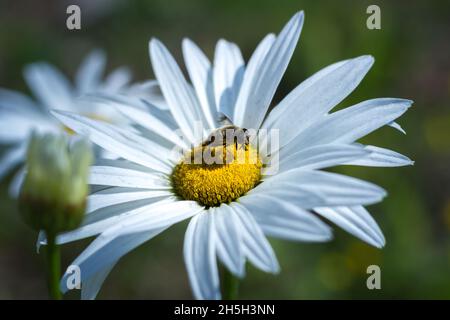 Abeilles pollinisant les daises - Bhoutan Banque D'Images