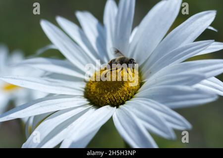 Abeilles pollinisant les daises - Bhoutan Banque D'Images