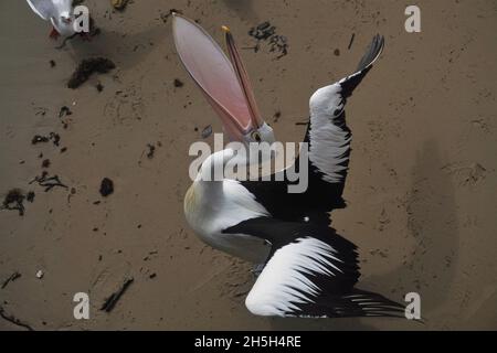 Pelican exécutant des acrobaties tout en essayant de prendre un en-cas Banque D'Images