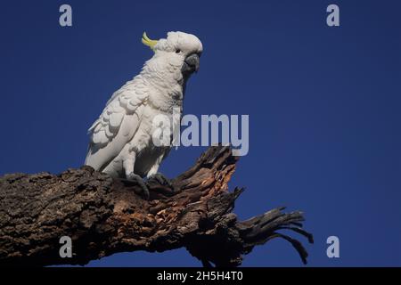 Cockatoo texturé perché sur la branche texturée d'un arbre Banque D'Images