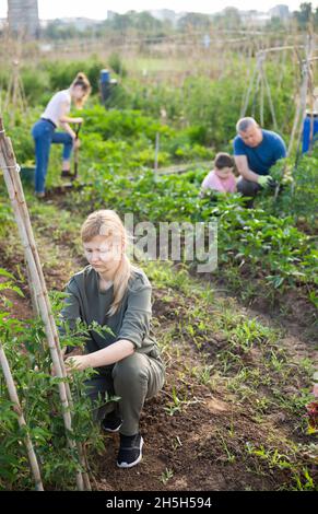 Femme fixant des plants de tomate sur des supports sur une plaque végétale Banque D'Images