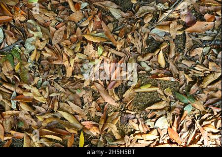 Les feuilles s'empilent sur le sol.L'apparition de feuilles tombées sur le sol montre que l'automne est arrivé.Je suis également désolé pour les feuilles mortes. Banque D'Images